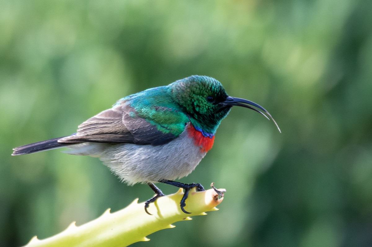 Southern Double-collared Sunbird - ML176196021