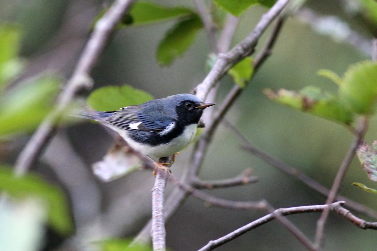 Black-throated Blue Warbler - Nick  Kontonicolas