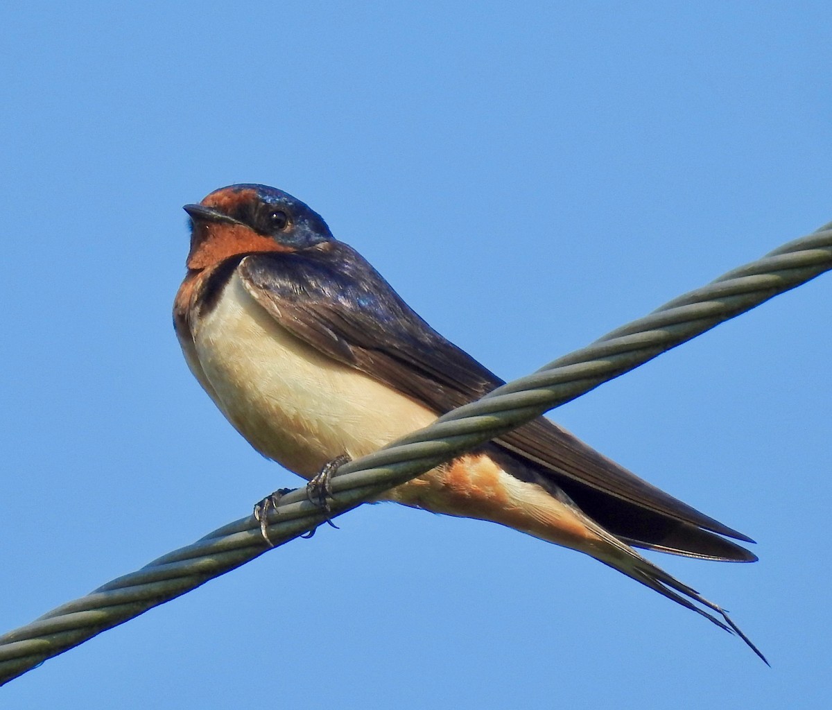 Barn Swallow - ML176199161