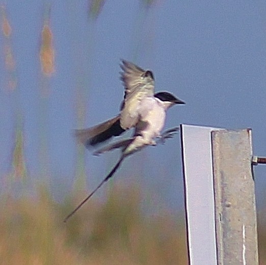 Fork-tailed Flycatcher - Ron Kittinger