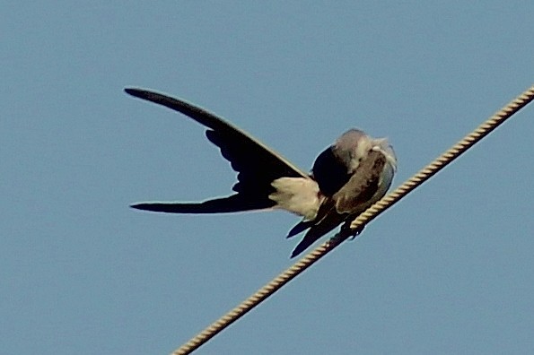 Fork-tailed Flycatcher - Ron Kittinger
