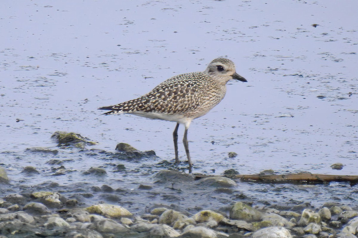 Black-bellied Plover - Bobby Dailey