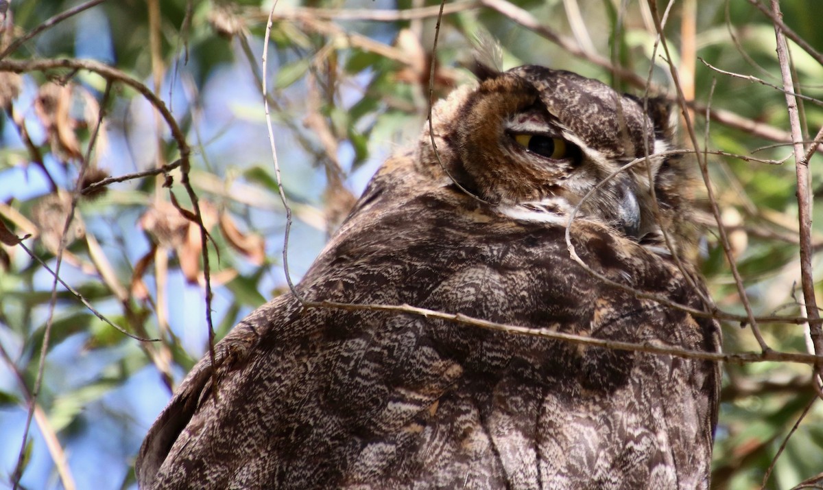 Great Horned Owl - Millie and Peter Thomas