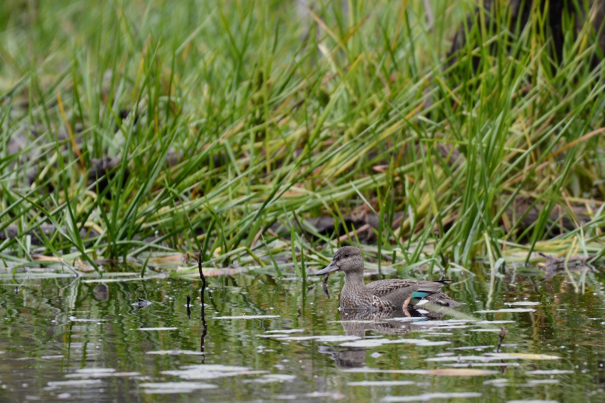 Green-winged Teal - ML176206201