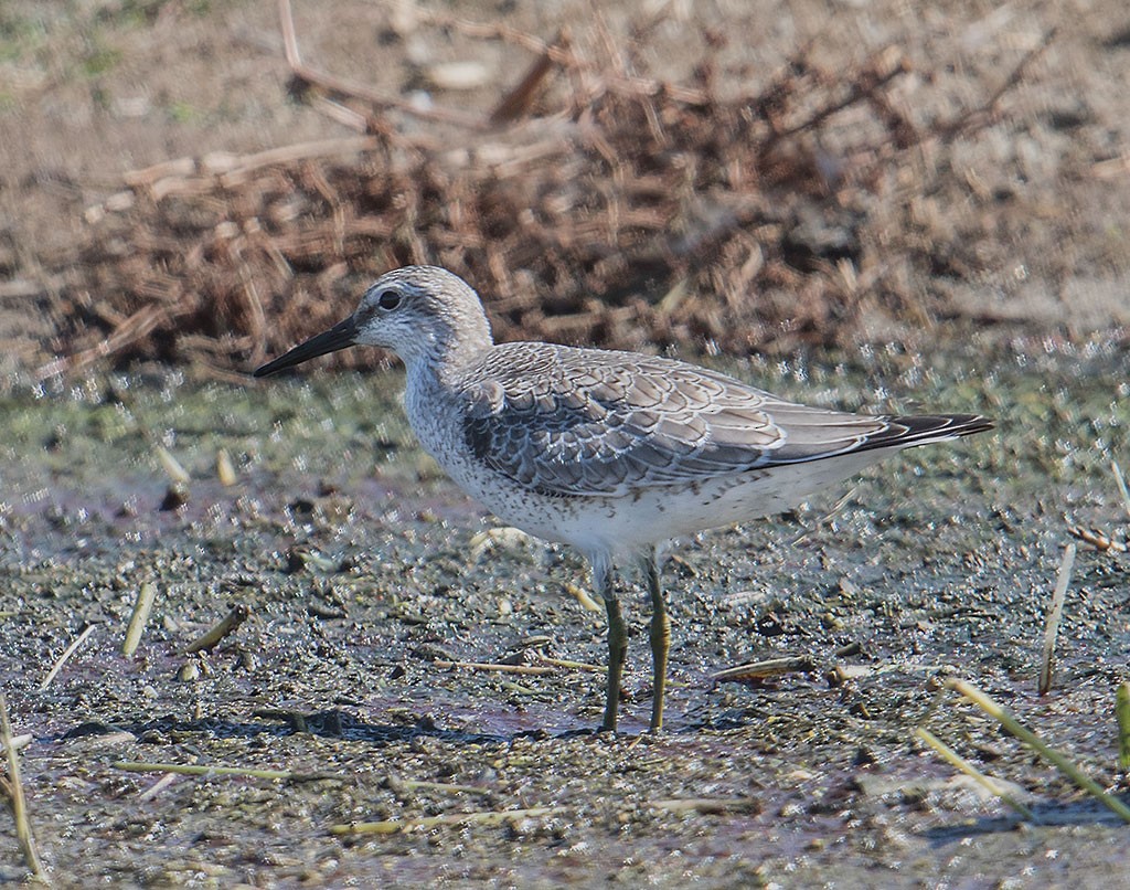 Red Knot - ML176209131