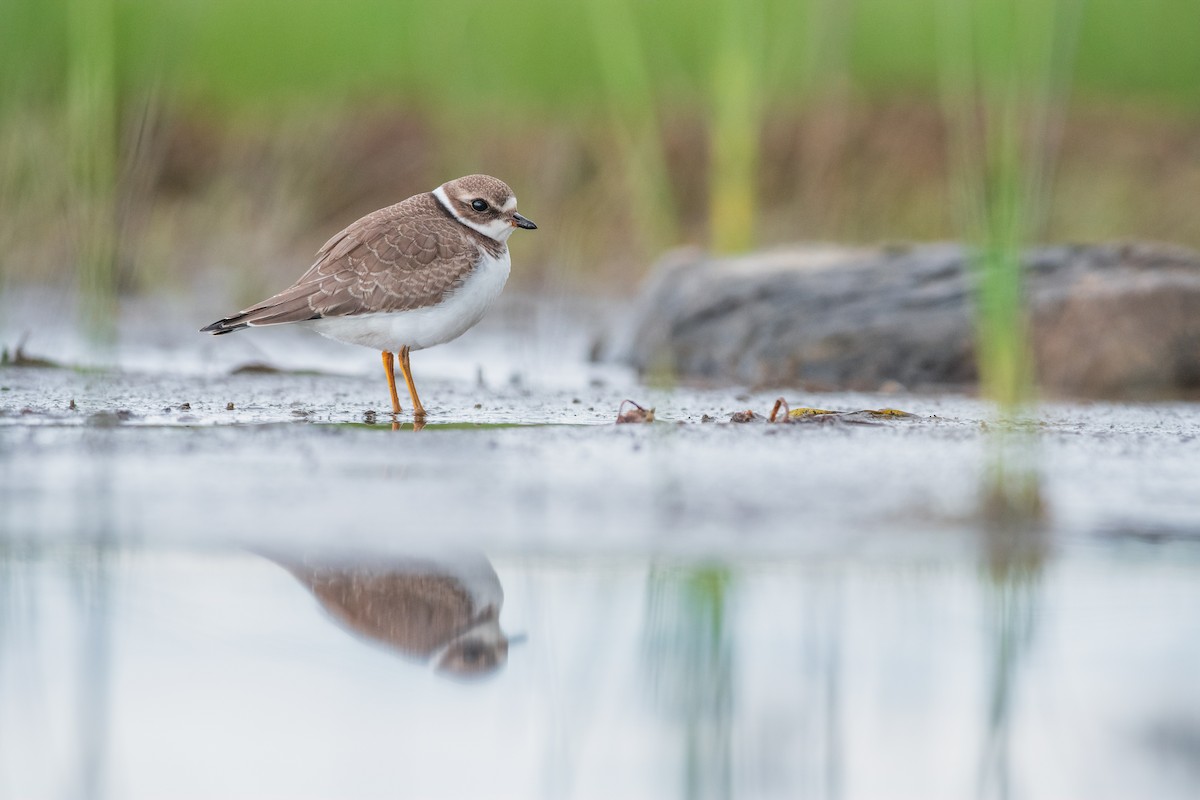 Semipalmated Plover - ML176216361