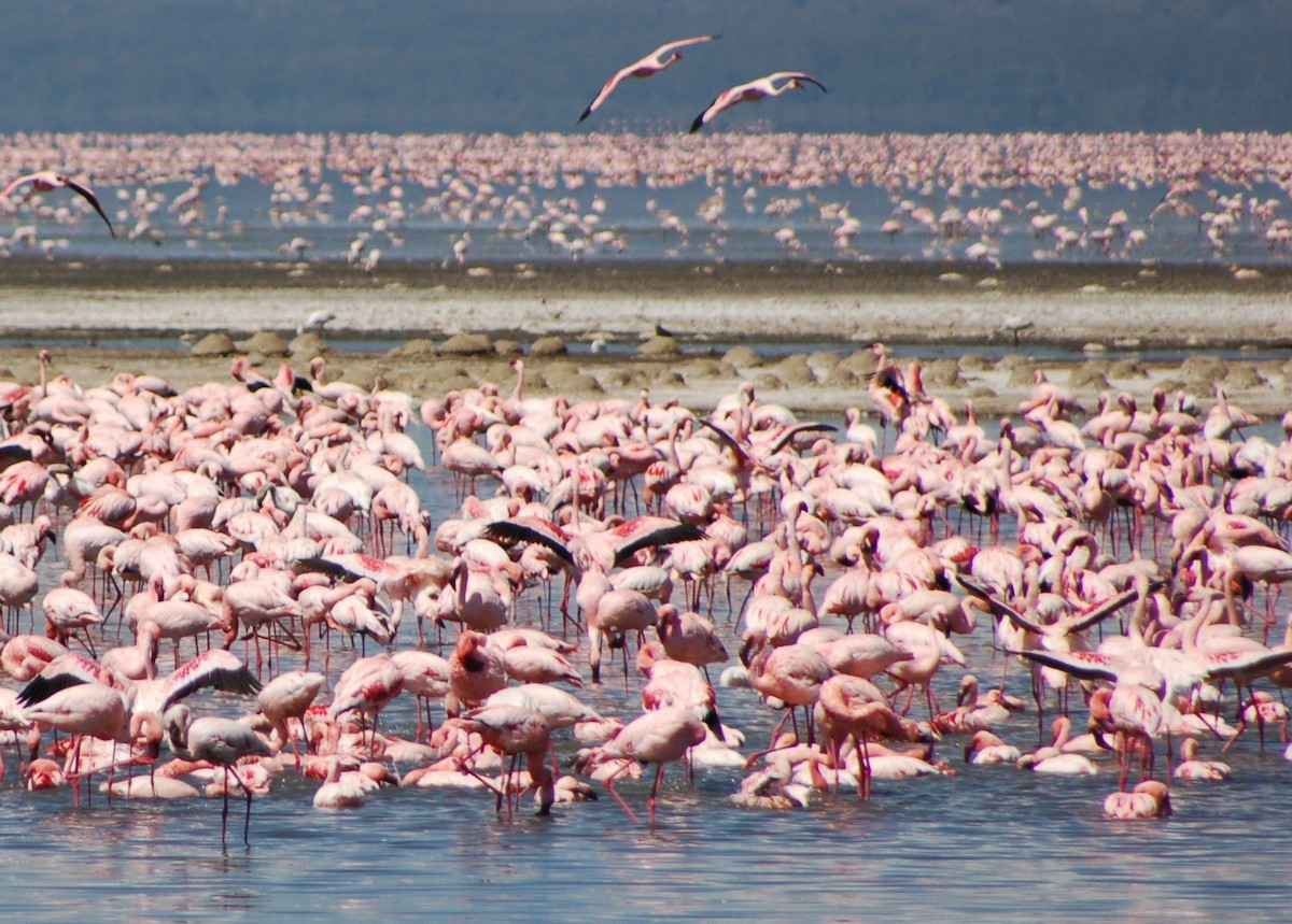 Greater Flamingo - Butch Carter