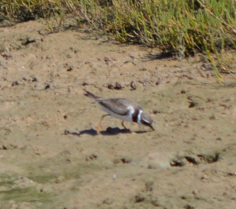 Common Ringed Plover - ML176218871