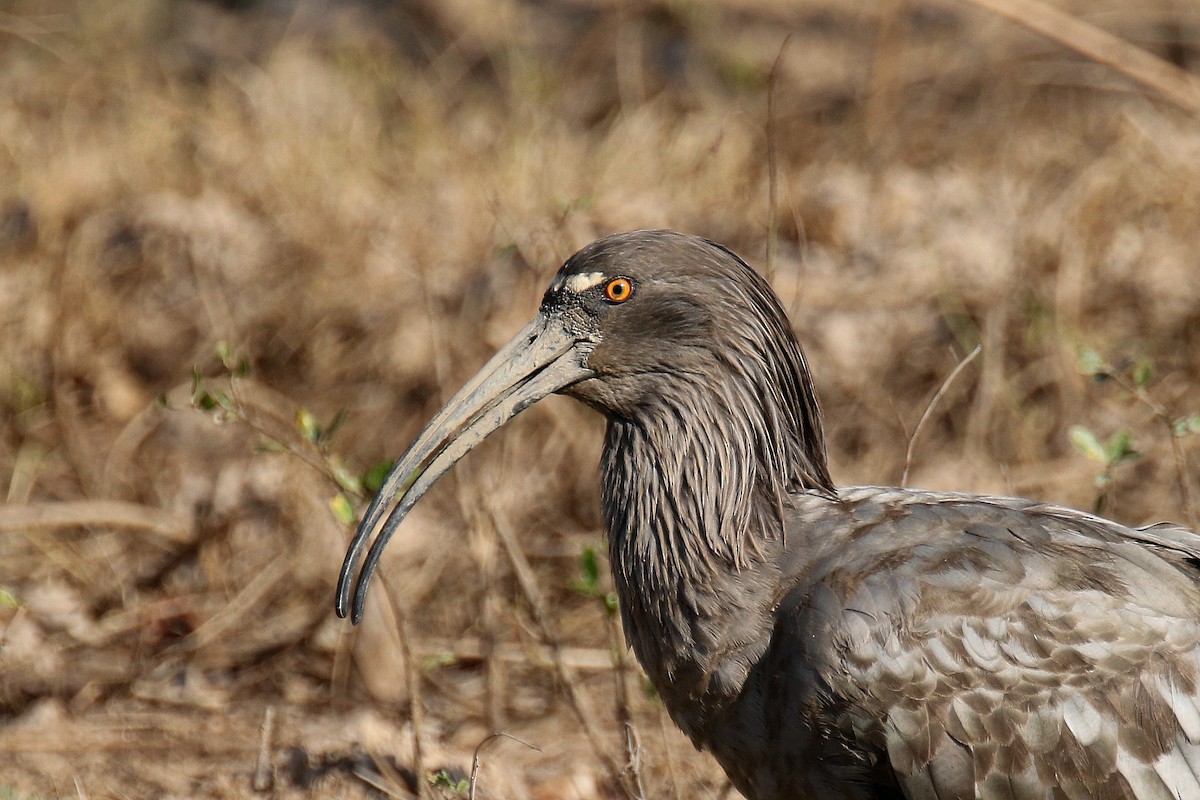 ibis běločelý - ML176220171