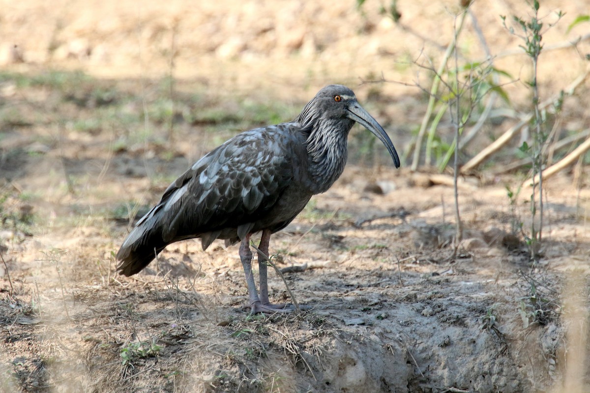 ibis běločelý - ML176220311