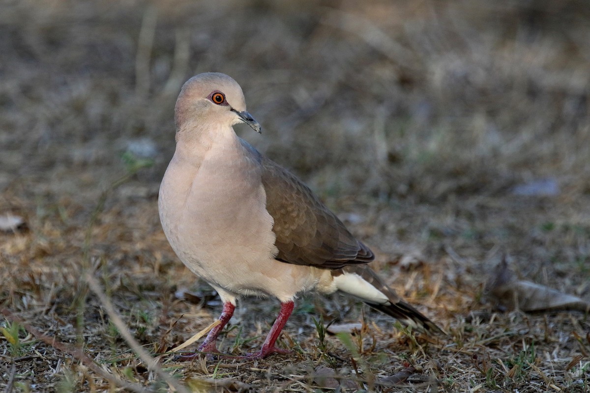 White-tipped Dove - Stephen Gast