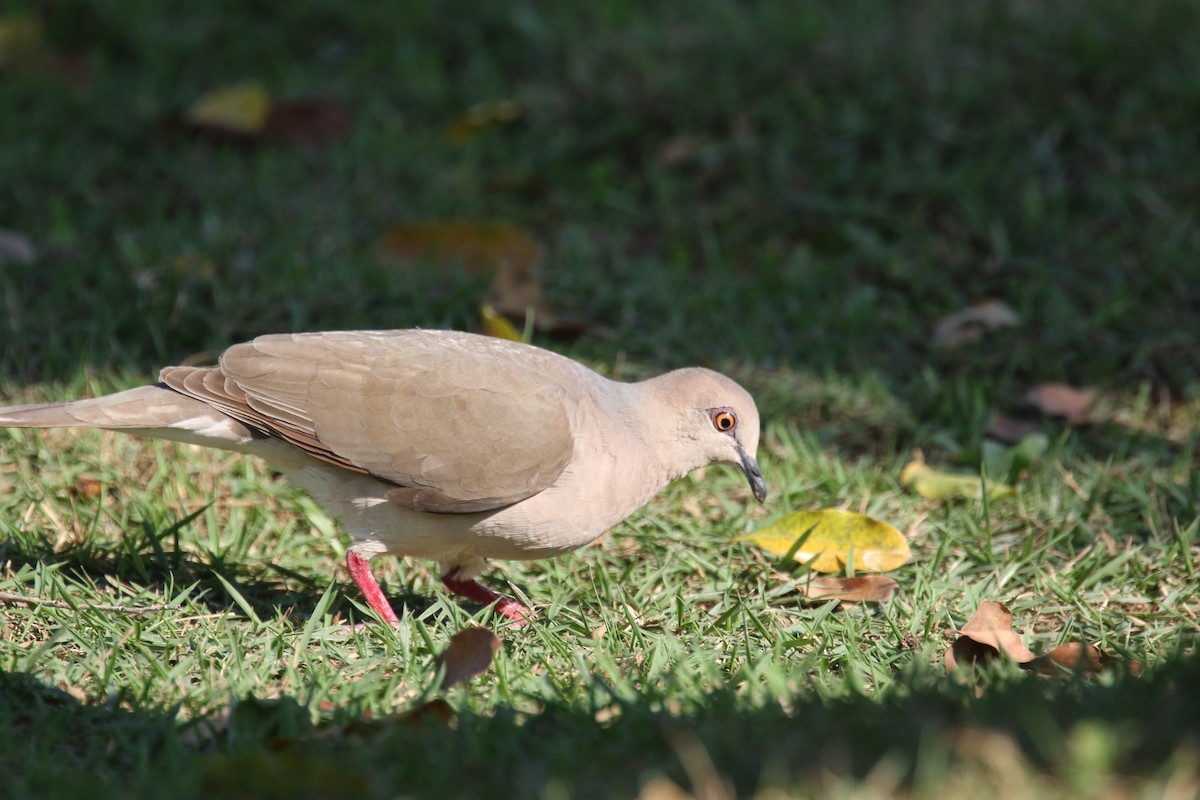 White-tipped Dove - Stephen Gast