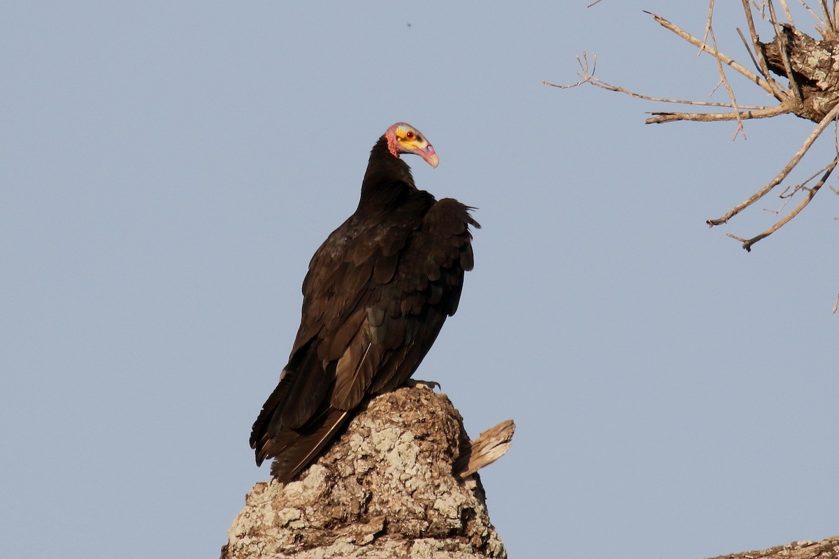 Lesser Yellow-headed Vulture - ML176221561