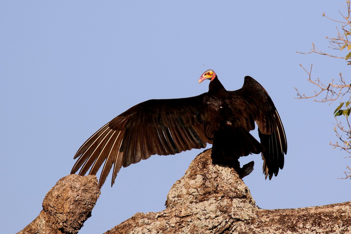 Lesser Yellow-headed Vulture - Stephen Gast