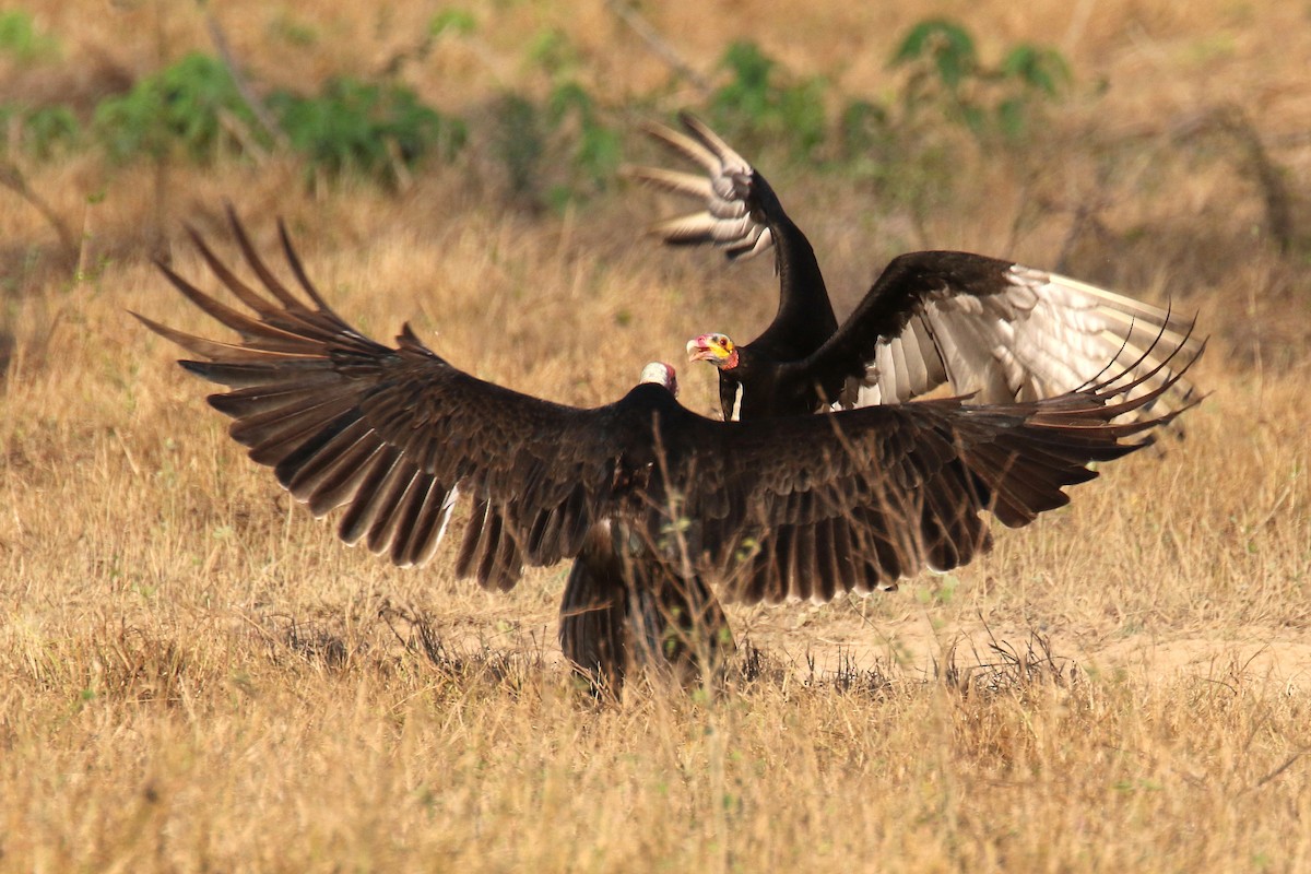 Lesser Yellow-headed Vulture - ML176221651