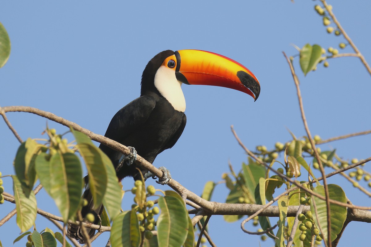 Toco Toucan - Stephen Gast