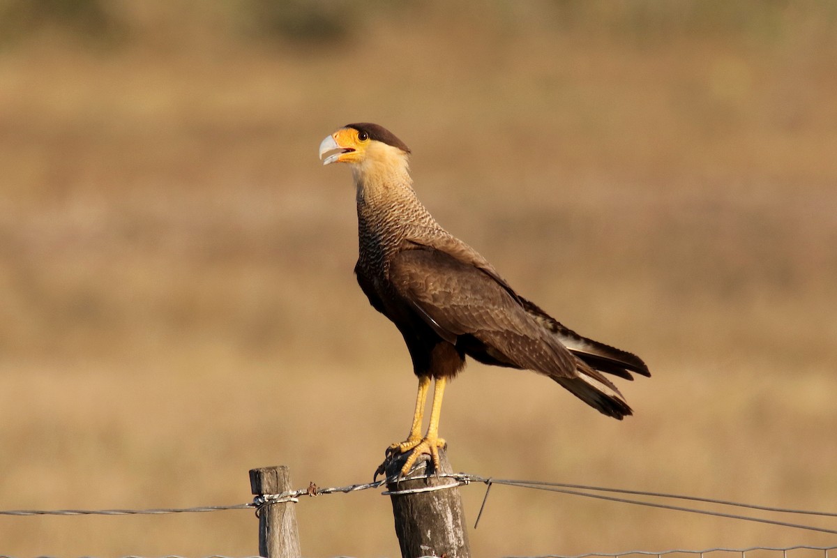 Crested Caracara (Southern) - ML176222761