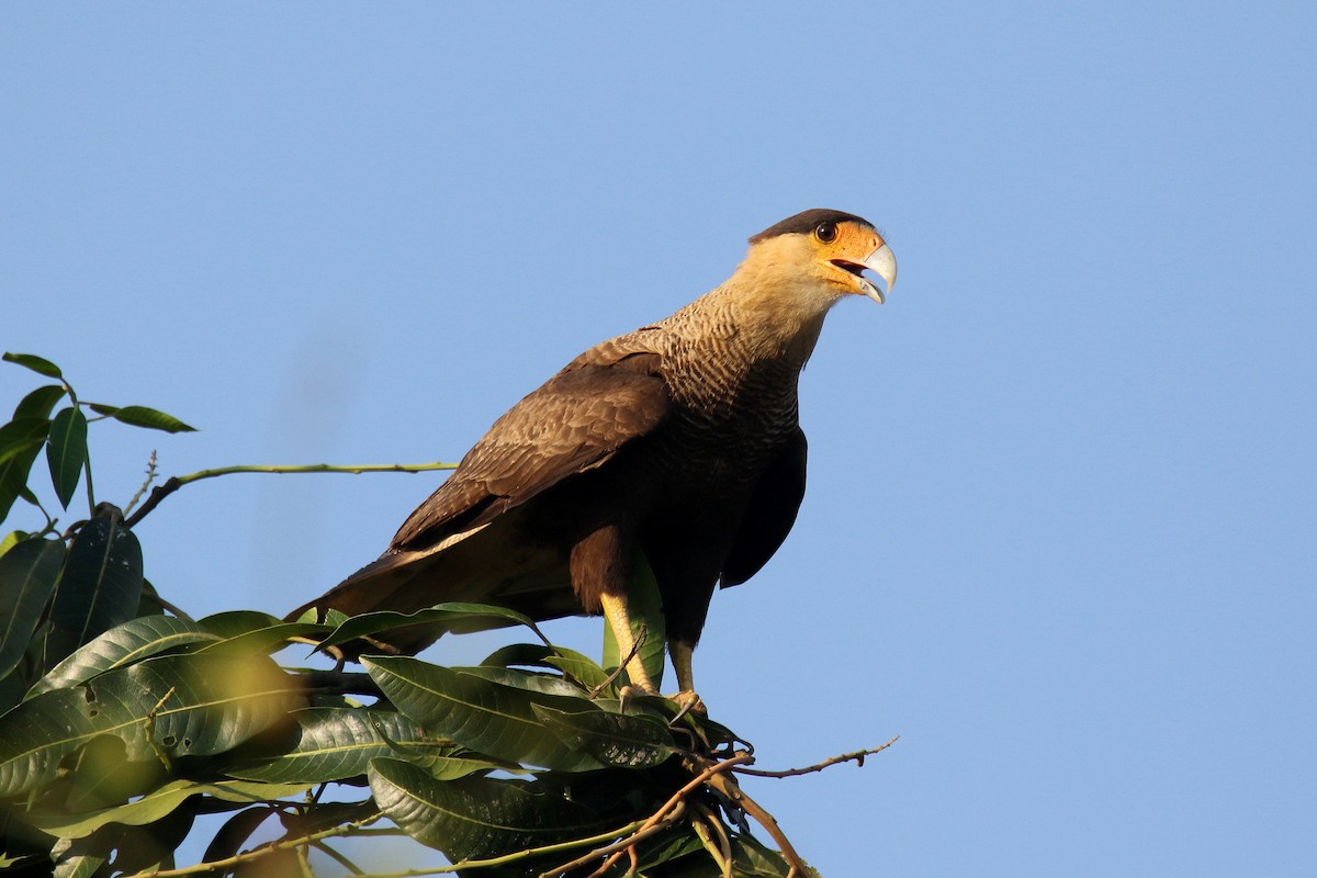 Crested Caracara (Southern) - Stephen Gast