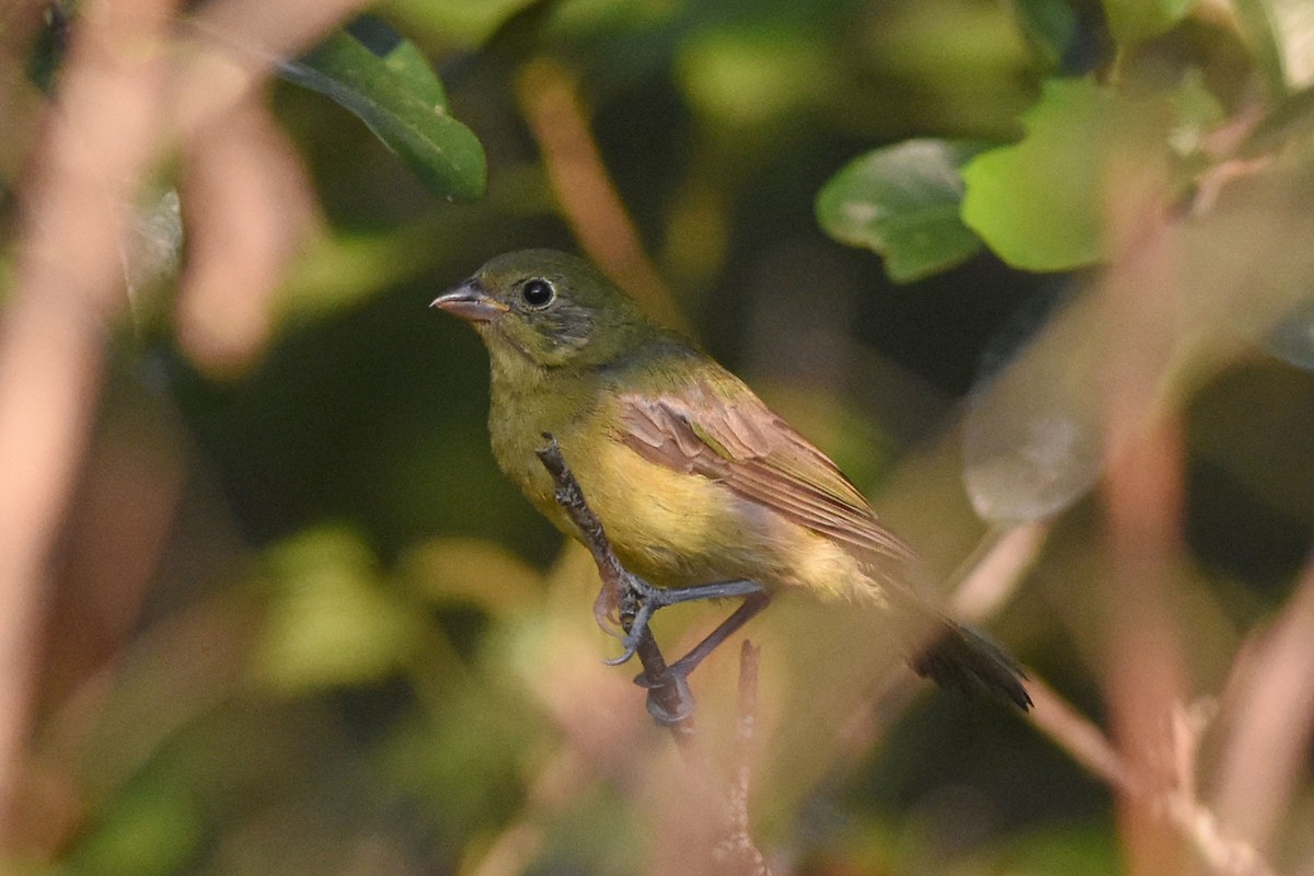 Painted Bunting - ML176222931