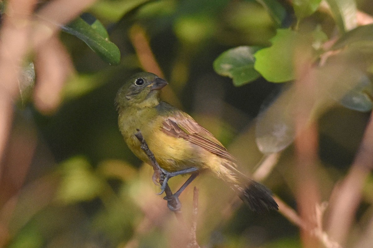 Painted Bunting - ML176222941