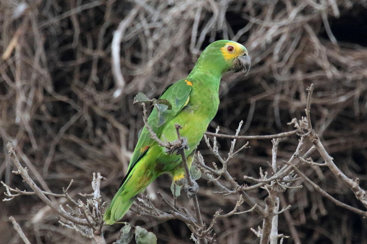 Turquoise-fronted Parrot - Stephen Gast