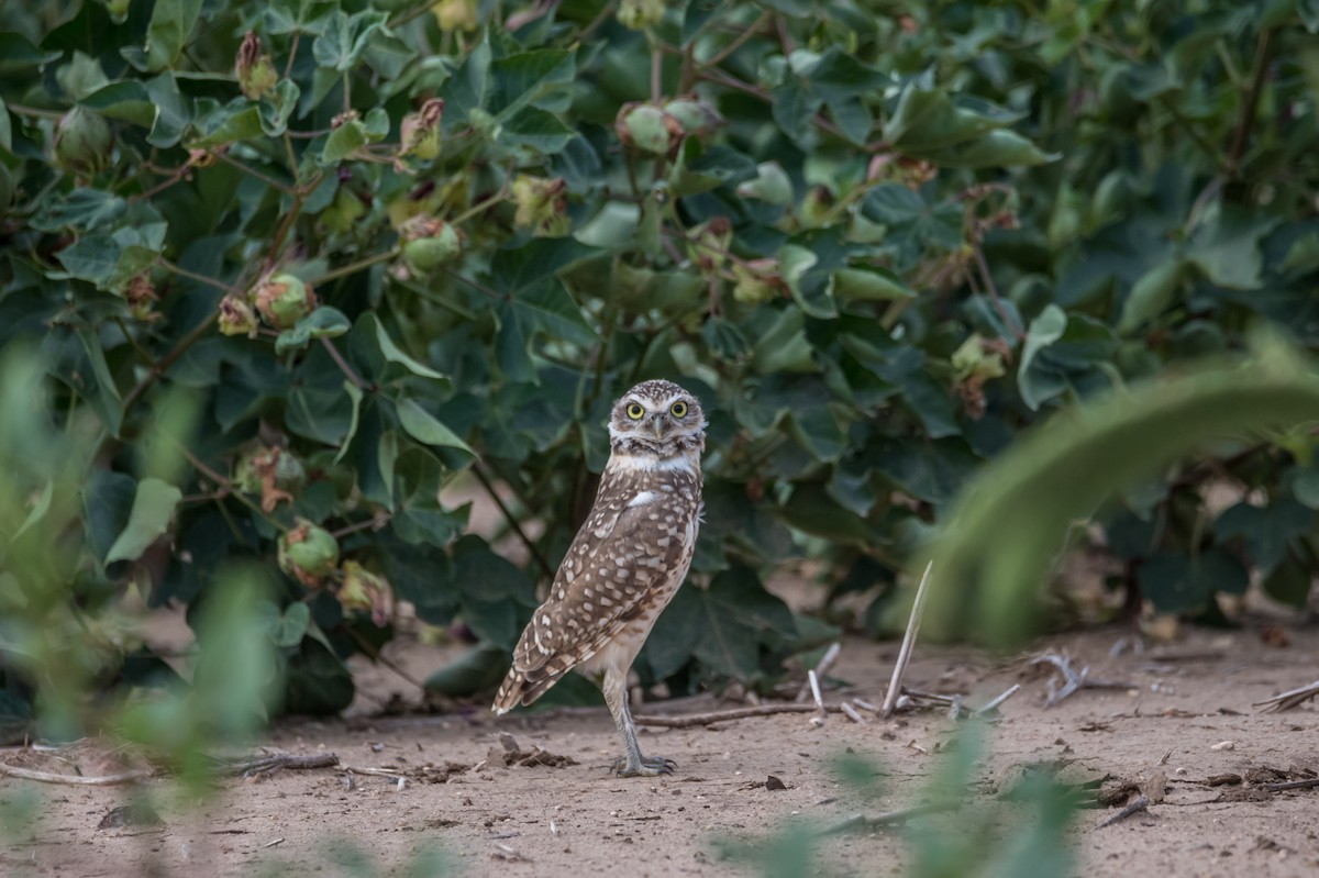 Burrowing Owl - ML176225171