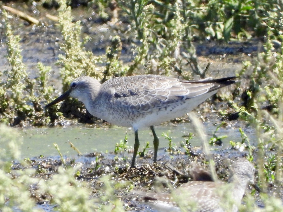 Red Knot - ML176225551