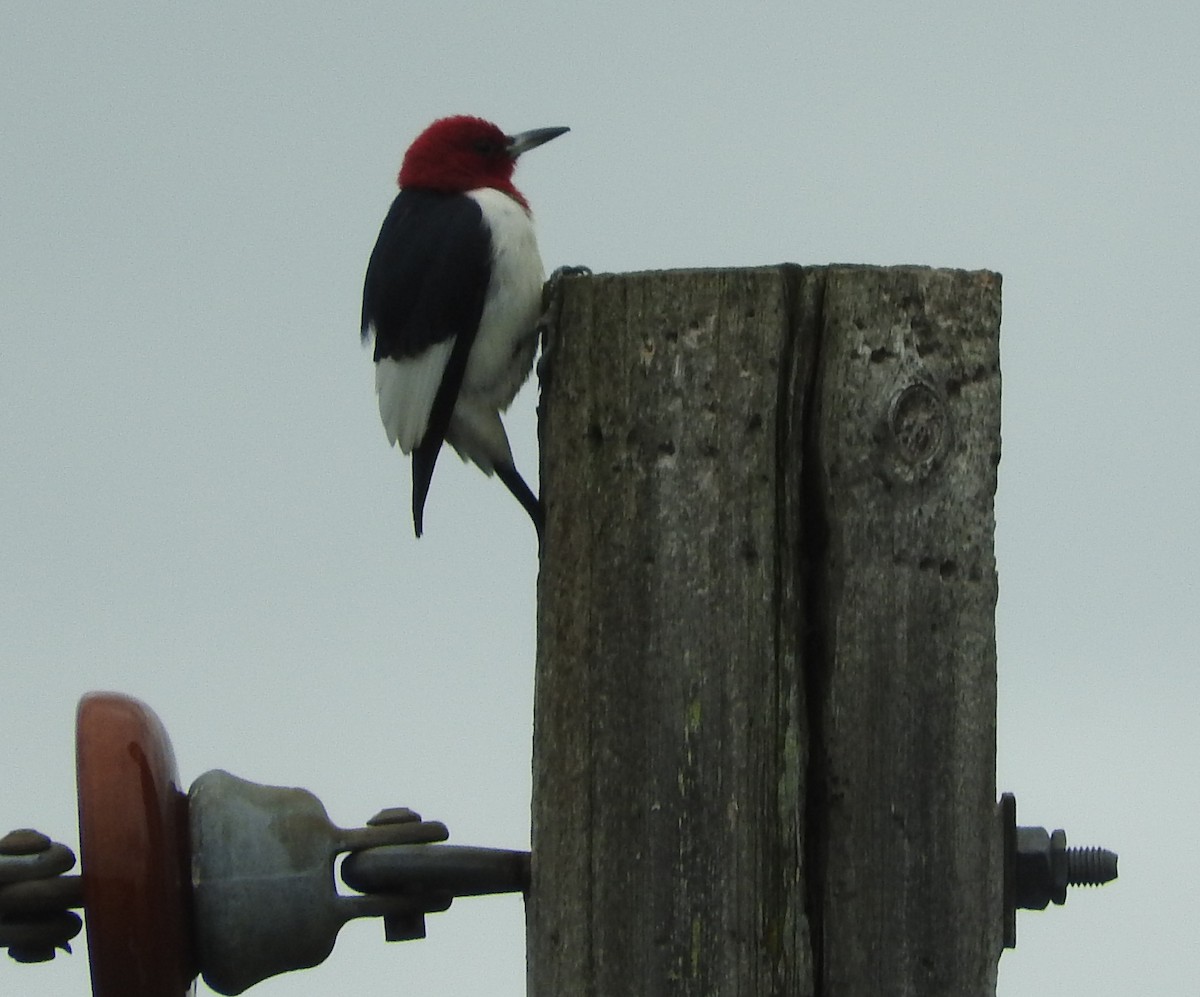 Red-headed Woodpecker - Tim Oksiuta