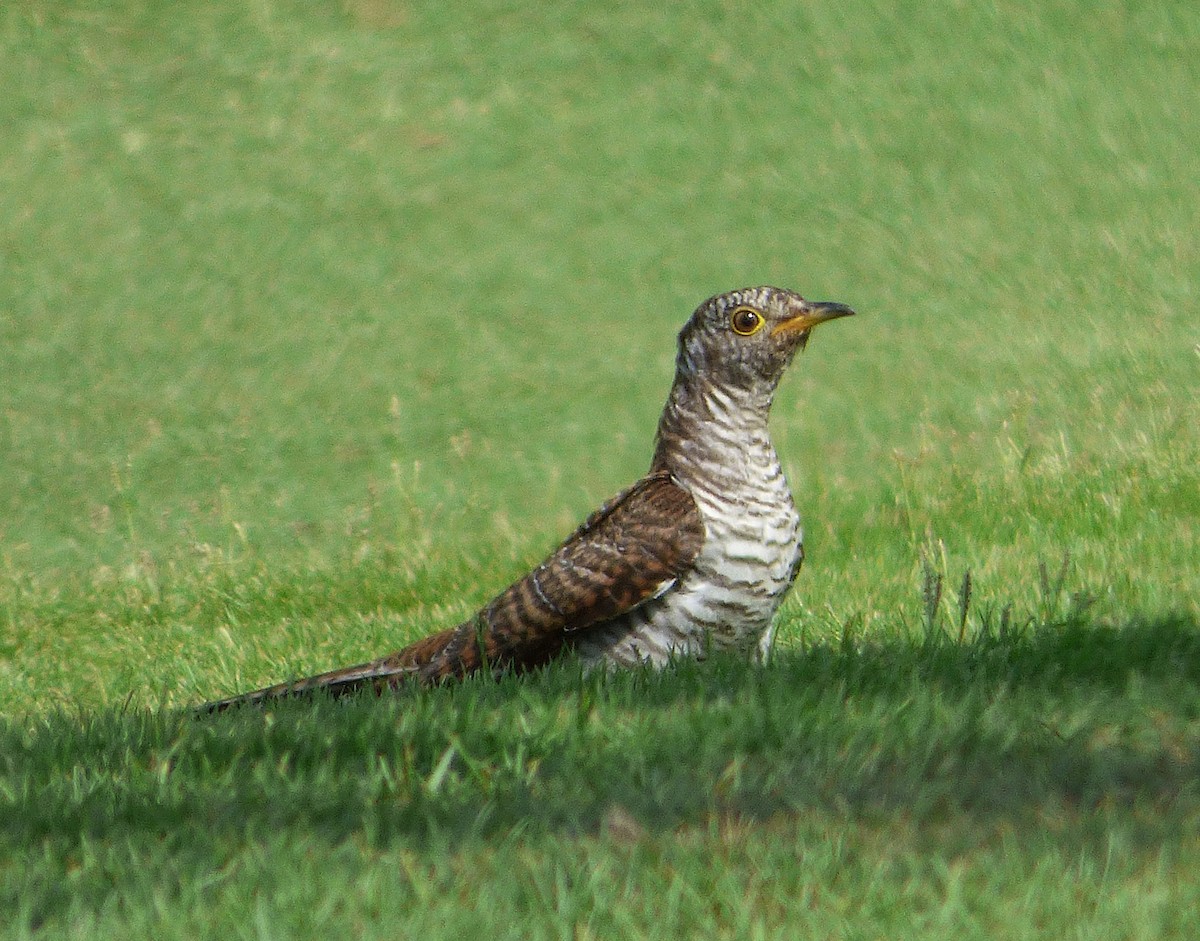 Common Cuckoo - Xabier Remirez