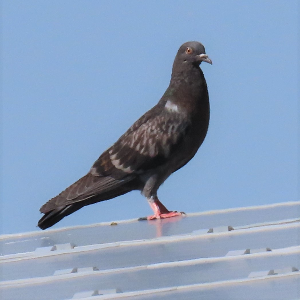 Rock Pigeon (Feral Pigeon) - Jeanne Tinsman