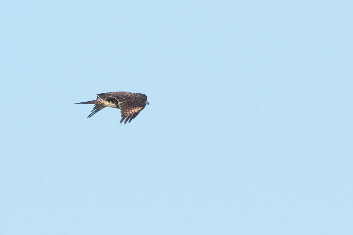 Red-shouldered Hawk (lineatus Group) - ML176237261