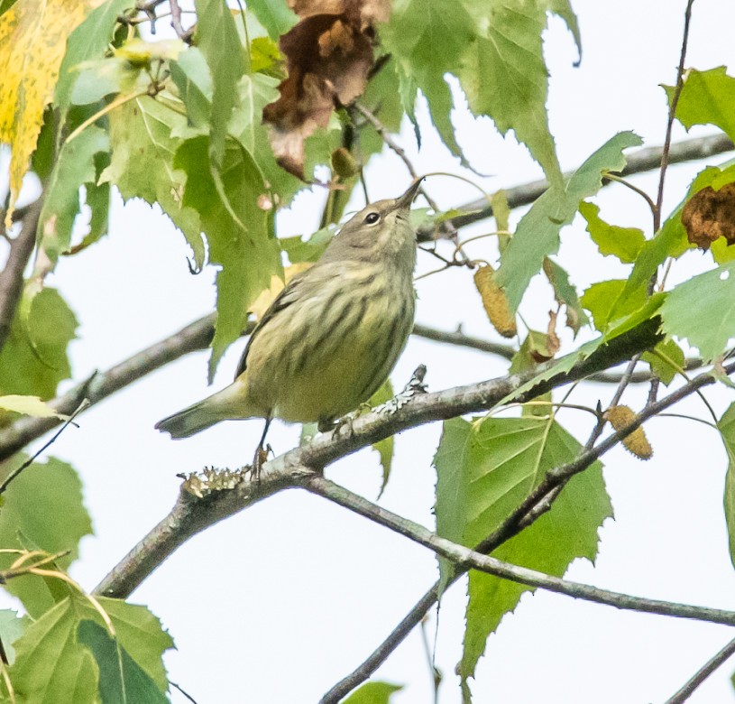 Cape May Warbler - ML176239531