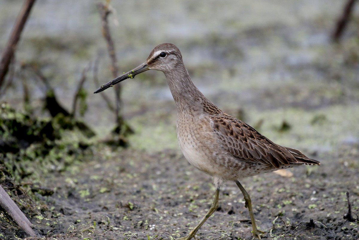 Long-billed Dowitcher - ML176248181