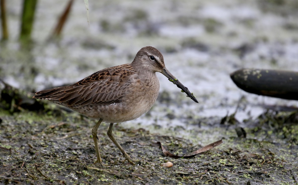 Long-billed Dowitcher - ML176248471