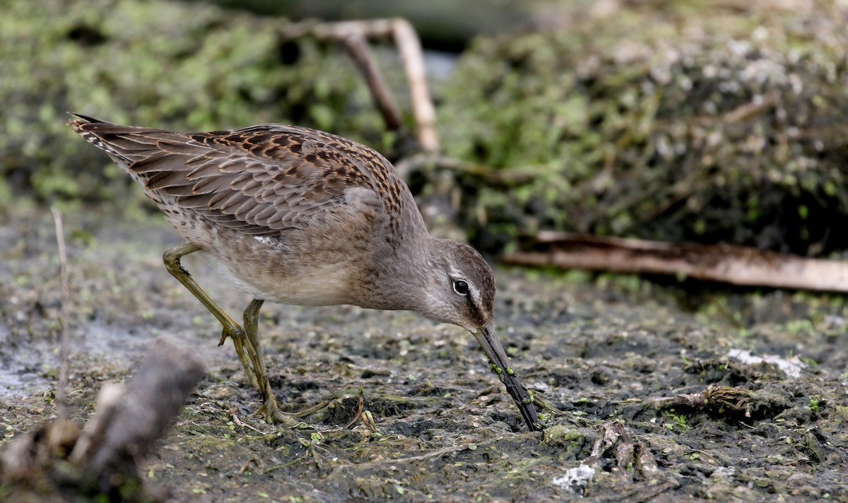 Long-billed Dowitcher - ML176248631