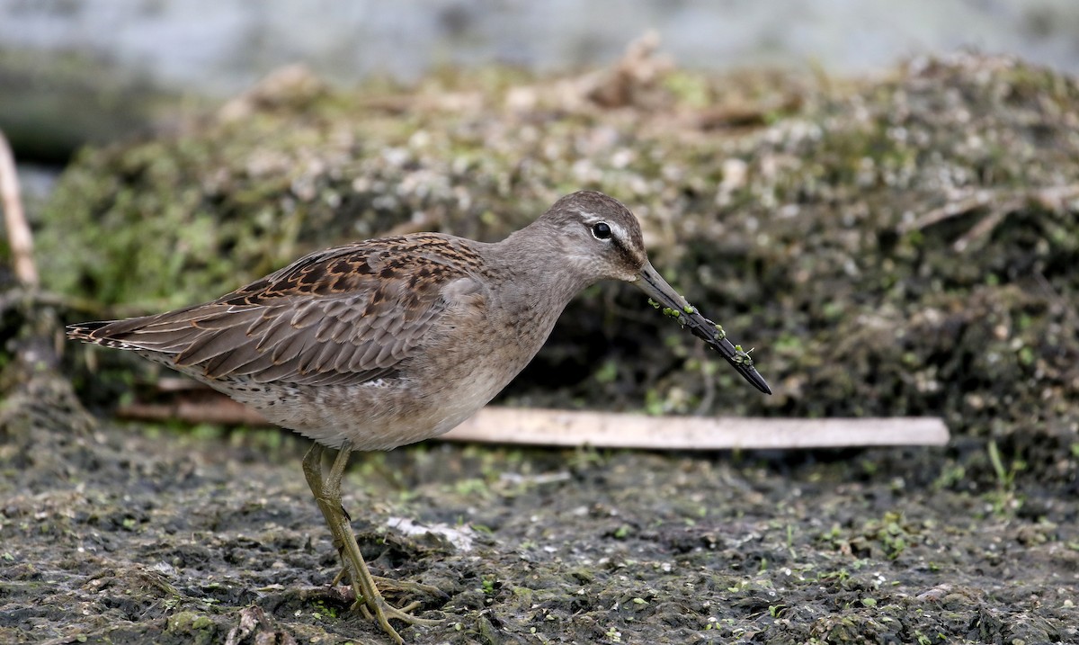 Long-billed Dowitcher - ML176248651