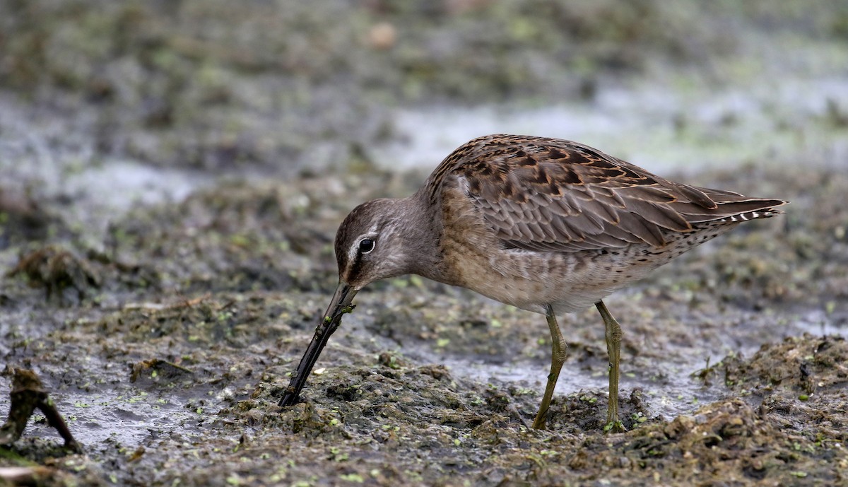 Long-billed Dowitcher - ML176249031