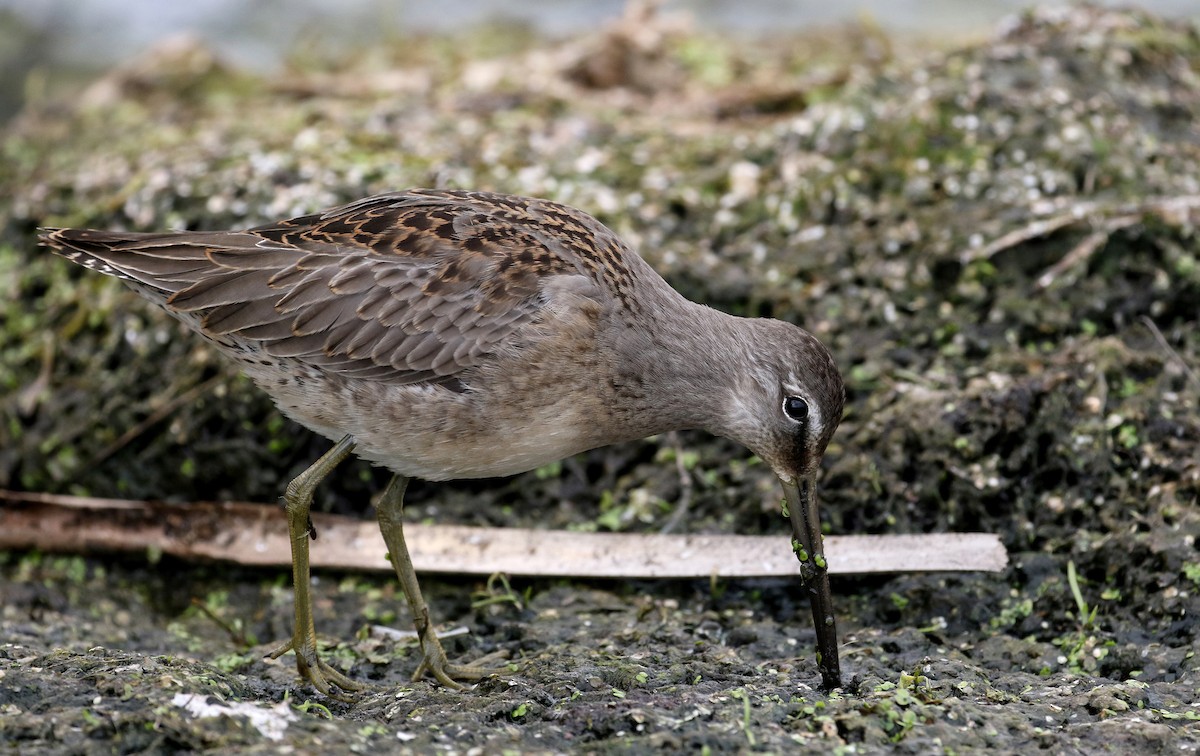 Long-billed Dowitcher - ML176249191
