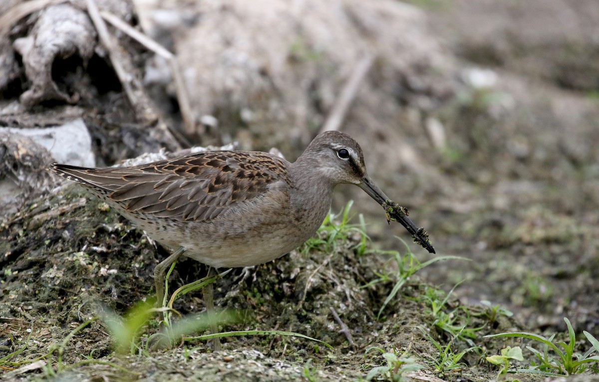 Long-billed Dowitcher - ML176249291