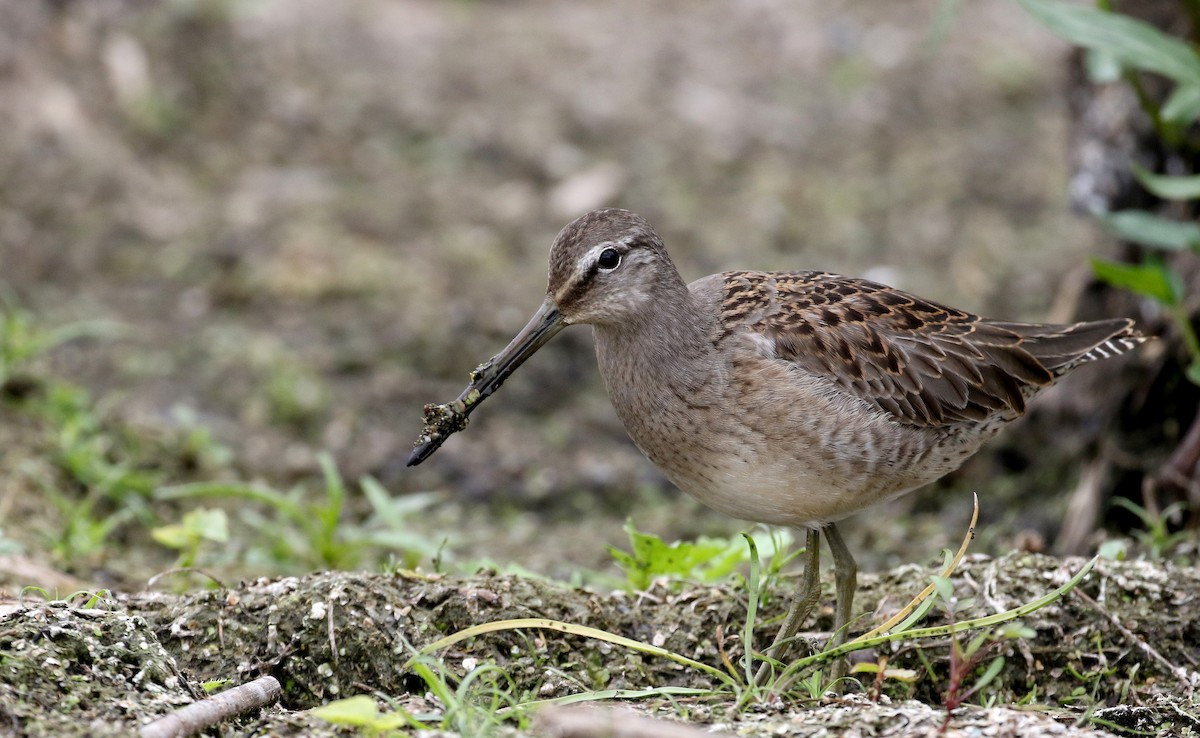 Long-billed Dowitcher - ML176249321