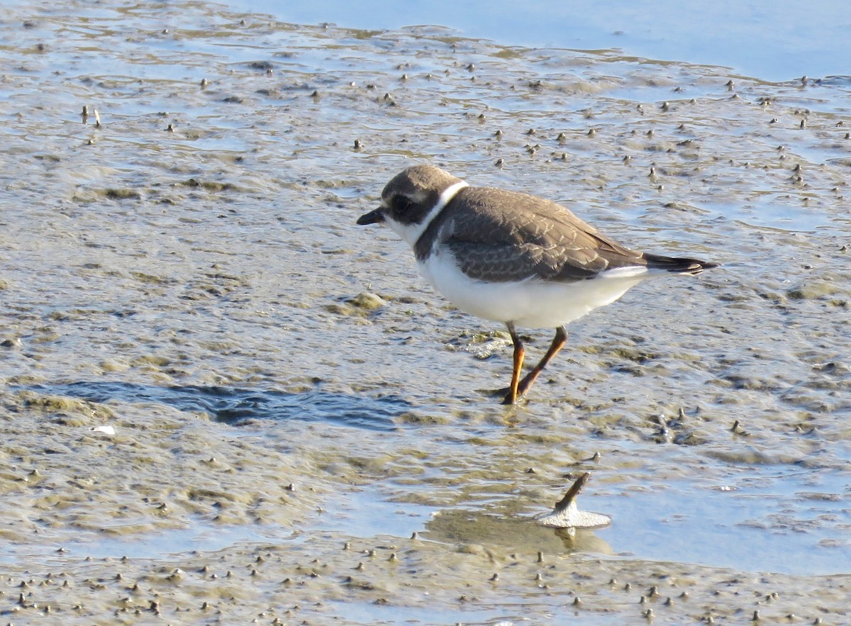 Semipalmated Plover - ML176251471