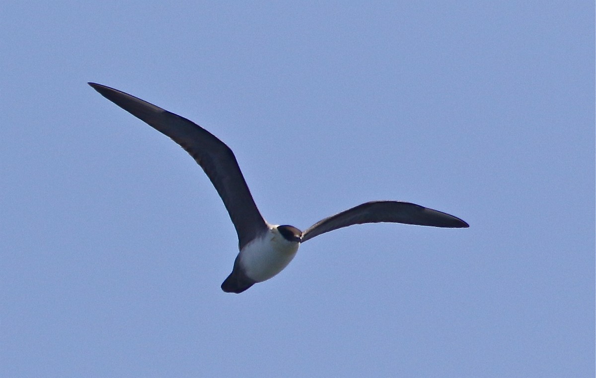 Long-tailed Jaeger - Don Roberson