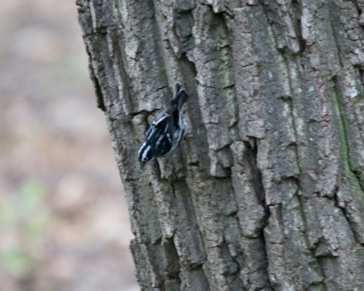 Black-and-white Warbler - ML176264271