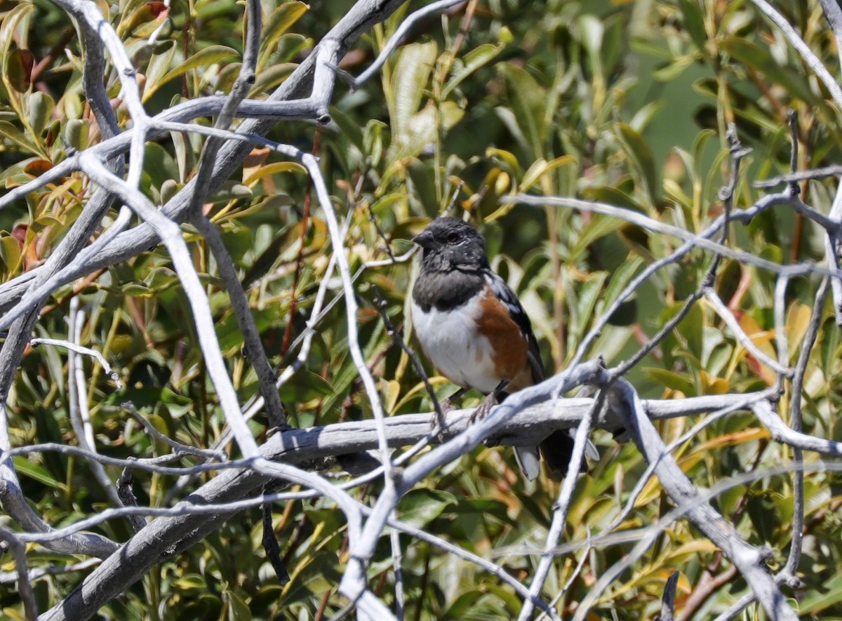 Spotted Towhee - ML176265041