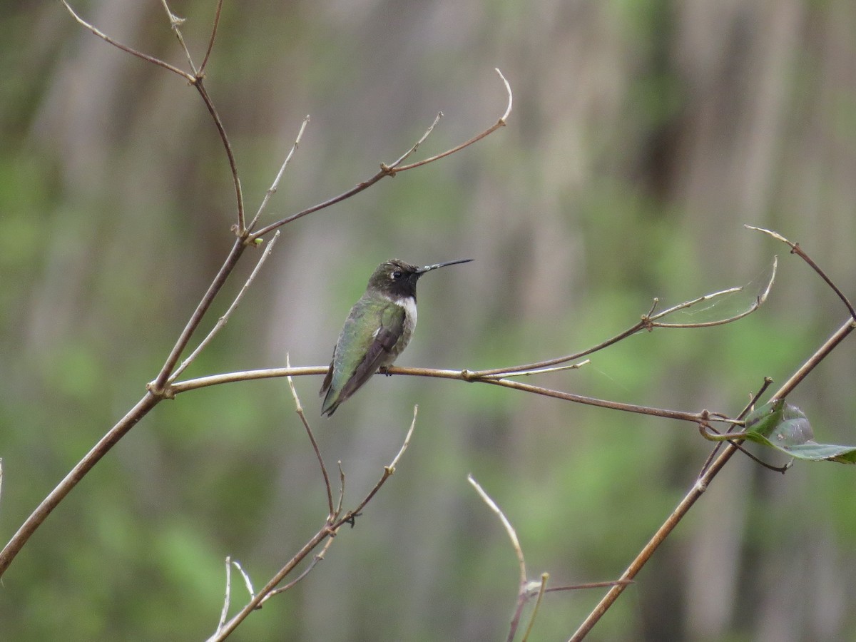 Black-chinned Hummingbird - ML176268271