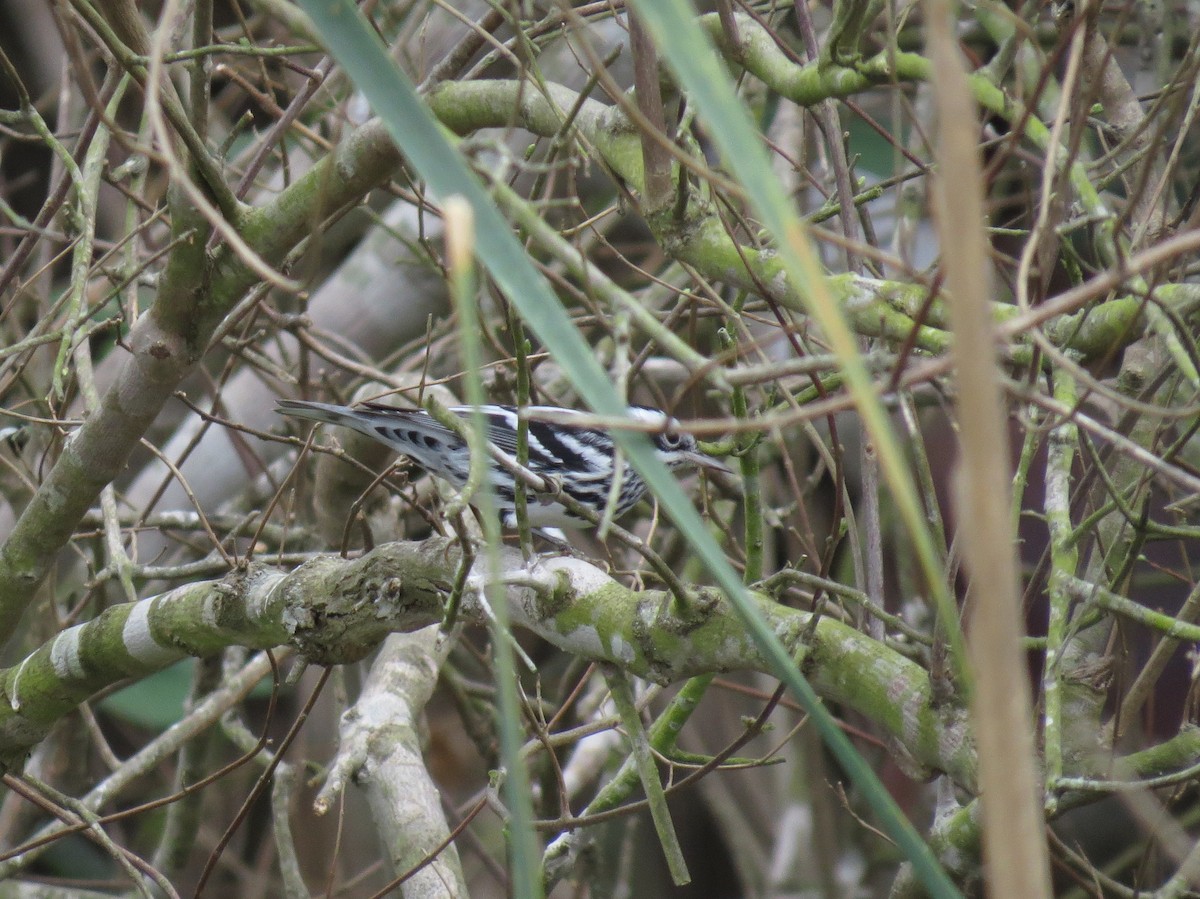 Black-and-white Warbler - ML176268431