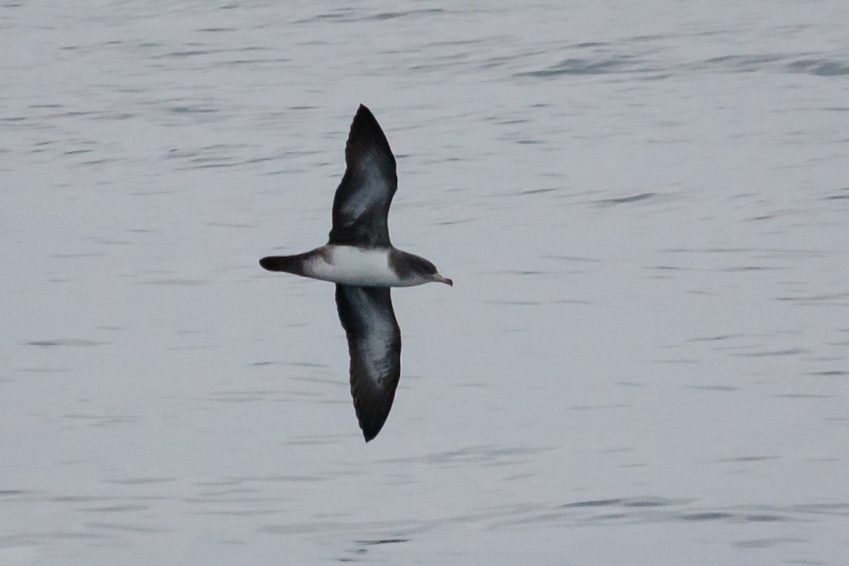 Pink-footed Shearwater - ML176274091