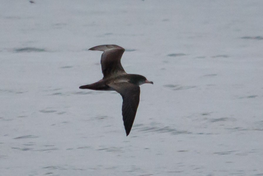 Pink-footed Shearwater - ML176274141