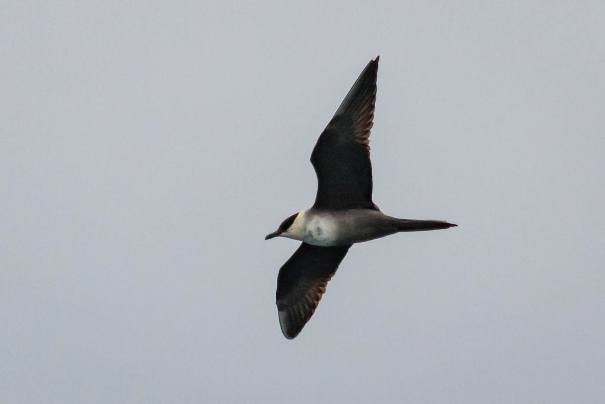 Long-tailed Jaeger - ML176274831