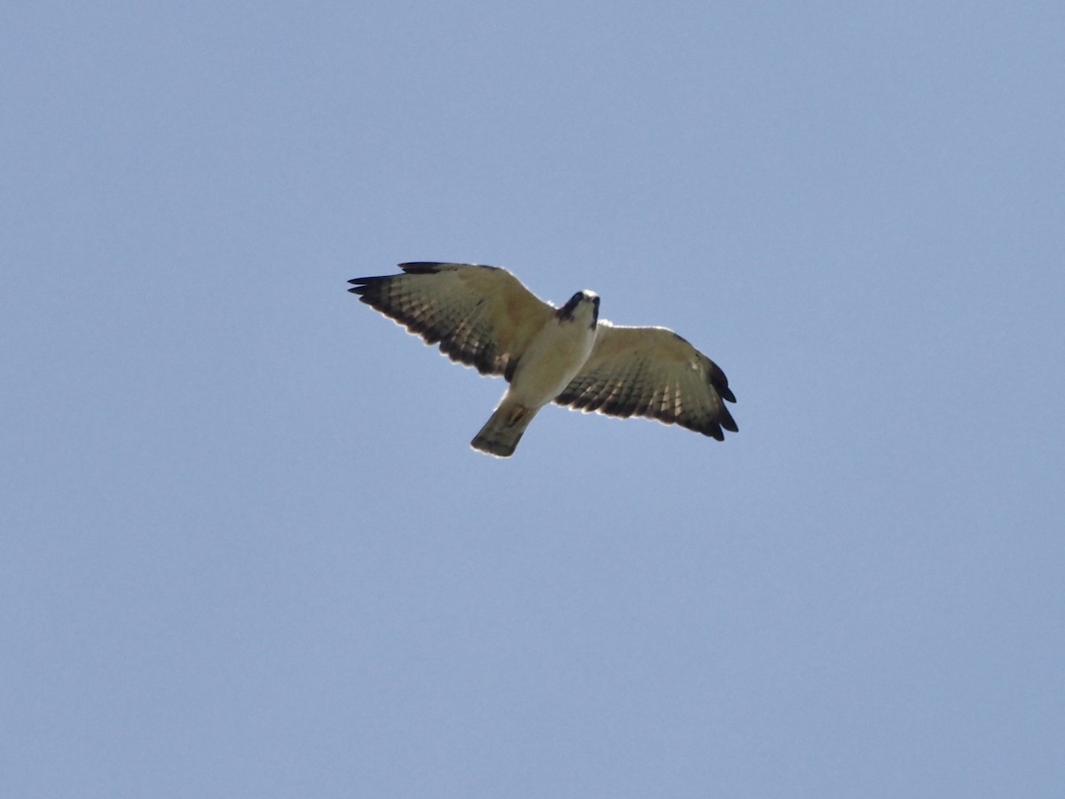 Short-tailed Hawk - Yve Morrell